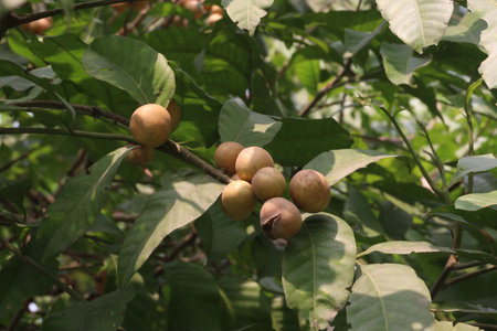 Aphanamixis polystachya plant on jungle.の写真素材