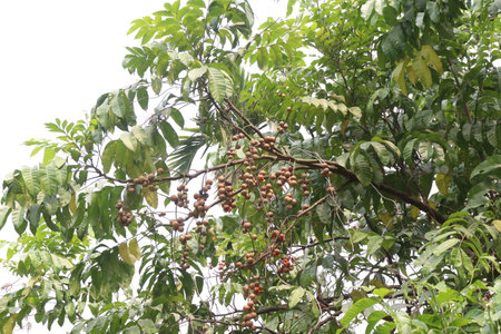 Aphanamixis polystachya plant on jungle.の写真素材