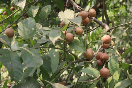 Aphanamixis polystachya plant on jungle.の写真素材