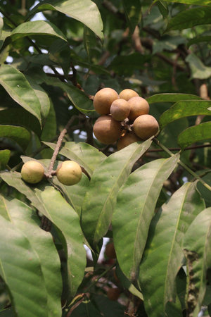 Aphanamixis polystachya plant on jungle.の写真素材