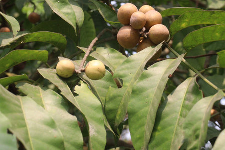 Aphanamixis polystachya plant on jungle.の写真素材