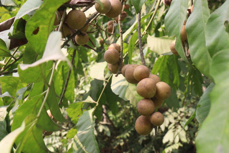 Aphanamixis polystachya plant on jungle.の写真素材