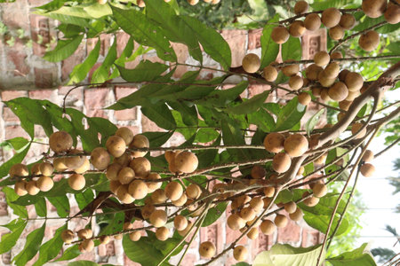 Aphanamixis polystachya plant.の写真素材