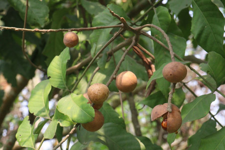 Aphanamixis polystachya plant on jungle.の写真素材