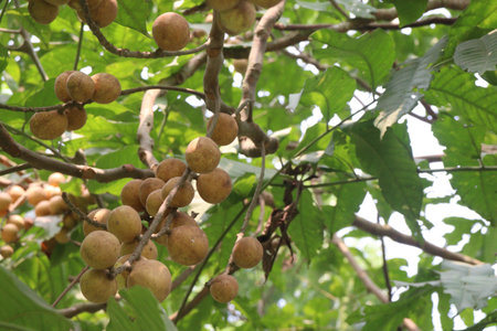 Aphanamixis polystachya plant.の写真素材