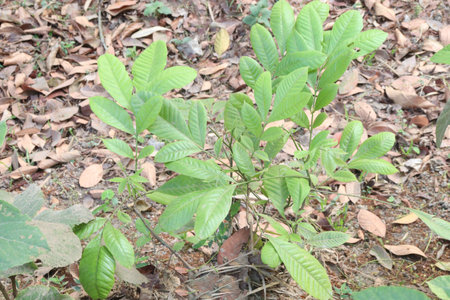 Aphanamixis polystachya plant on jungle.の写真素材