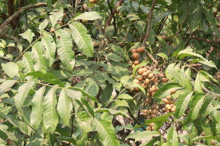 Aphanamixis polystachya plant on jungle.の写真素材