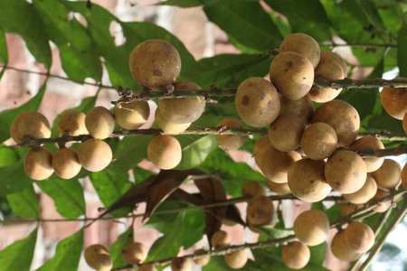 Aphanamixis polystachya plant on jungle.の写真素材