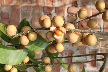 Aphanamixis polystachya plant on jungle.の写真素材