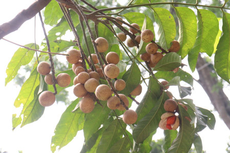 Aphanamixis polystachya plant on jungle.の写真素材