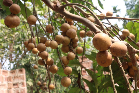 Aphanamixis polystachya plant on jungle.の写真素材