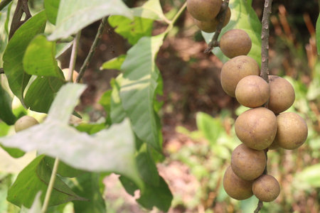 Aphanamixis polystachya plant on jungle.の写真素材
