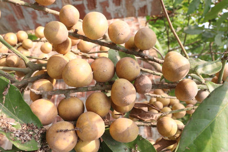 Aphanamixis polystachya plant on jungle.の写真素材