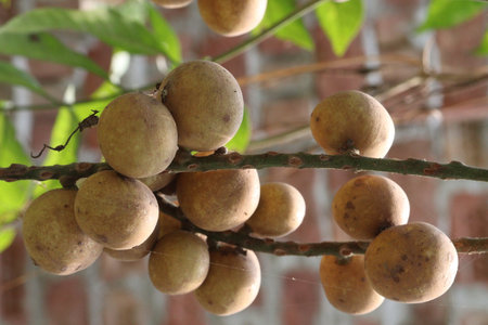 Aphanamixis polystachya plant on jungle.の写真素材