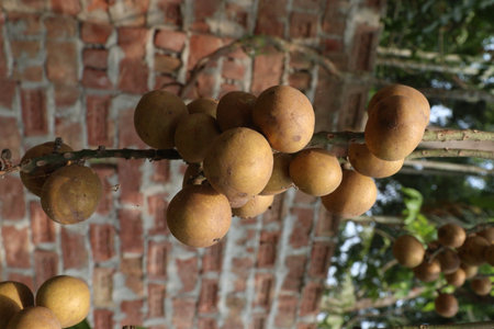 Aphanamixis polystachya plant.の写真素材