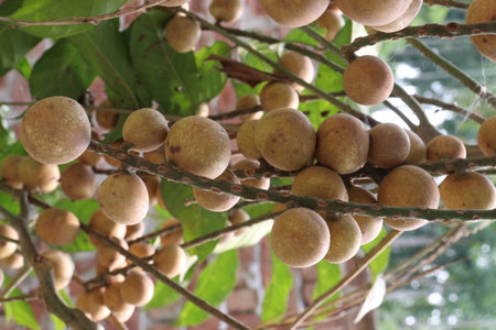 Aphanamixis polystachya plant on jungle.の写真素材