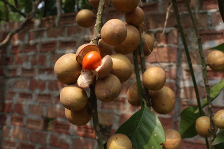 Aphanamixis polystachya plant on jungle.の写真素材