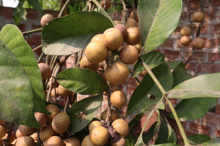 Aphanamixis polystachya plant on jungle.の写真素材