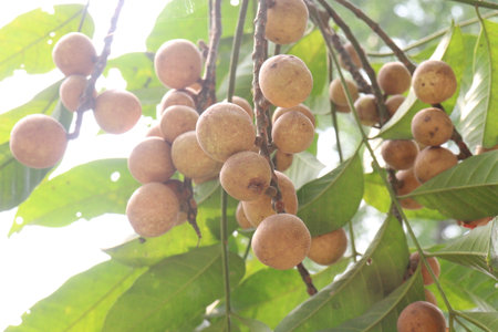 Aphanamixis polystachya plant.の写真素材