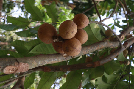 Aphanamixis polystachya plant on jungle.の写真素材