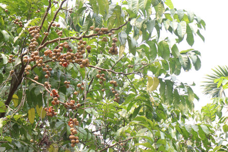 Aphanamixis polystachya plant on jungle.の写真素材