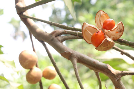 Aphanamixis polystachya plant on jungle.の写真素材
