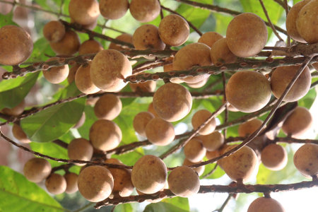 Aphanamixis polystachya plant on jungle.の写真素材