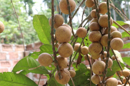 Aphanamixis polystachya plant on jungle.の写真素材