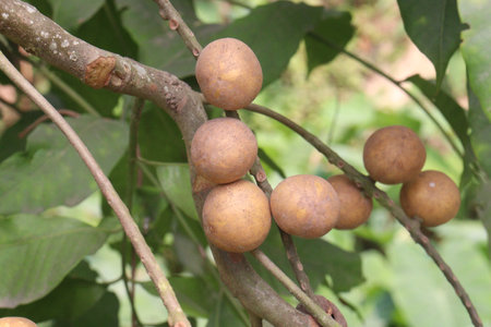 Aphanamixis polystachya plant on jungle.の写真素材