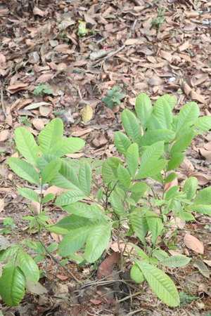 Aphanamixis polystachya plant on jungle.の写真素材