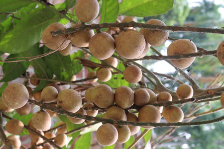 Aphanamixis polystachya plant on jungle.の写真素材