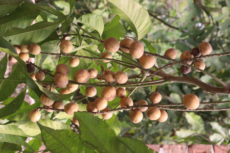 Aphanamixis polystachya plant on jungle.の写真素材