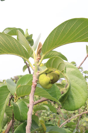 green colored fresh Artocarpus lacucha on tree in the farm for harvest are cash cropsの写真素材