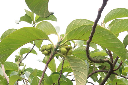 green colored fresh Artocarpus lacucha on tree in the farm for harvest are cash cropsの写真素材