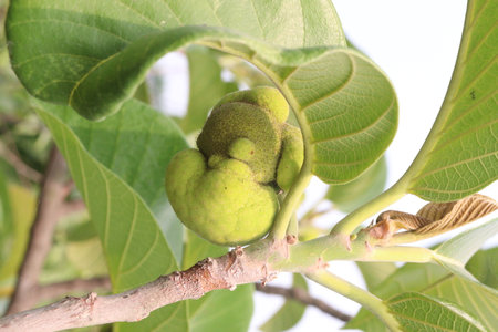 green colored fresh Artocarpus lacucha on tree in the farm for harvest are cash cropsの写真素材