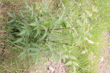 Azadirachta Indica tree on garden for multiple use has antifungal and antibacterial properties which help eliminate dandruff and strengths your hair.の写真素材