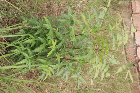 Azadirachta Indica tree on garden for multiple use has antifungal and antibacterial properties which help eliminate dandruff and strengthen your hair, neem oil can reduce painの写真素材