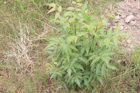 Azadirachta Indica tree on garden for multiple use has antifungal and antibacterial properties which help eliminate dandruff and strengthen your hair, neem oil can reduce painの写真素材