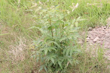 Azadirachta Indica tree on garden for multiple use has antifungal and antibacterial properties which help eliminate dandruff and strengths your hair, neem oil can reduce painの写真素材