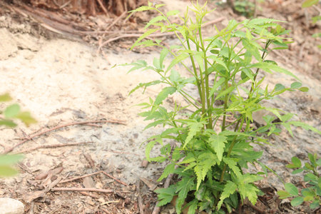 Azadirachta Indica tree on garden for multiple use has antifungal and antibacterial properties which help eliminate dandruff and strengths your hair, neem oil can reduce painの写真素材