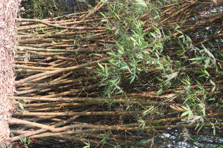 bamboo stock on farm are cash crops, have vitamins, essential minerals such as niacin, vitamin A, vitamin B6, vitamin E, antioxidant. help to detox, and boost natural immunityの写真素材