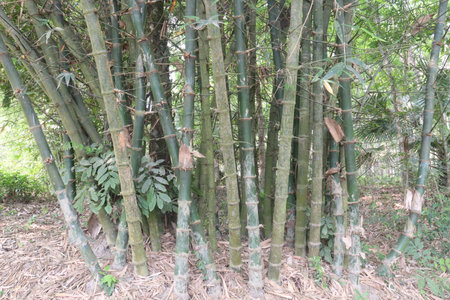 bamboo stock on farm are cash crops, have vitamins, essential minerals such as niacin, vitamin A, vitamin B6, vitamin E, antioxidant. help to detox, and boost natural immunityの写真素材