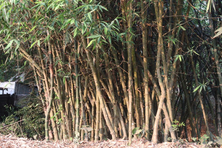 bamboo stock on farm are cash crops, have vitamins, essential minerals such as niacin, vitamin A, vitamin B6, vitamin E, antioxidant. help to detox and boost natural immunityの写真素材