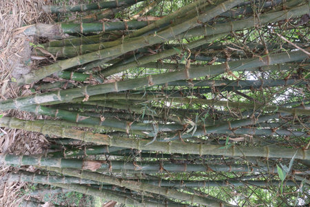 bamboo stock on farm are cash crops, have vitamins, essential minerals such as niacin, vitamin A, vitamin B6, vitamin E, antioxidant. help to detox and boost natural immunityの写真素材