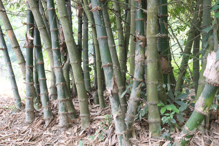 bamboo stock on farm are cash crops, have vitamins, essential minerals such as niacin, vitamin A, vitamin B6, vitamin E, antioxidant. help to detox and boost natural immunityの写真素材
