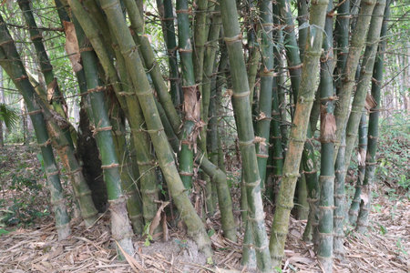 bamboo stock on farm for sell are cash crops, have vitamins, essential minerals such as niacin, vitamin A, vitamin B6, vitamin E, antioxidant. help to detox the body, and boost natural immunityの写真素材