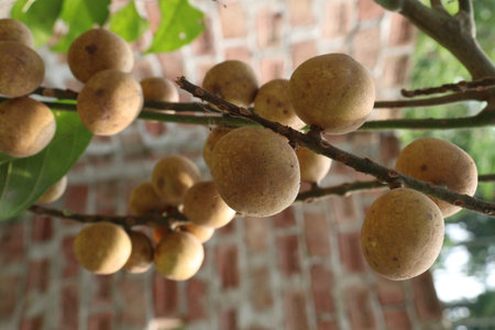 Aphanamixis polystachya plant.の写真素材