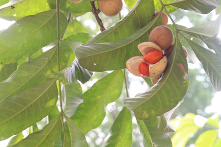 Aphanamixis polystachya plant on jungle.の写真素材