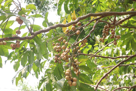 Aphanamixis polystachya plantの写真素材