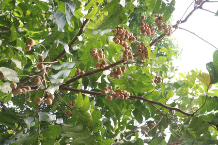 Aphanamixis polystachya plant on jungle.の写真素材